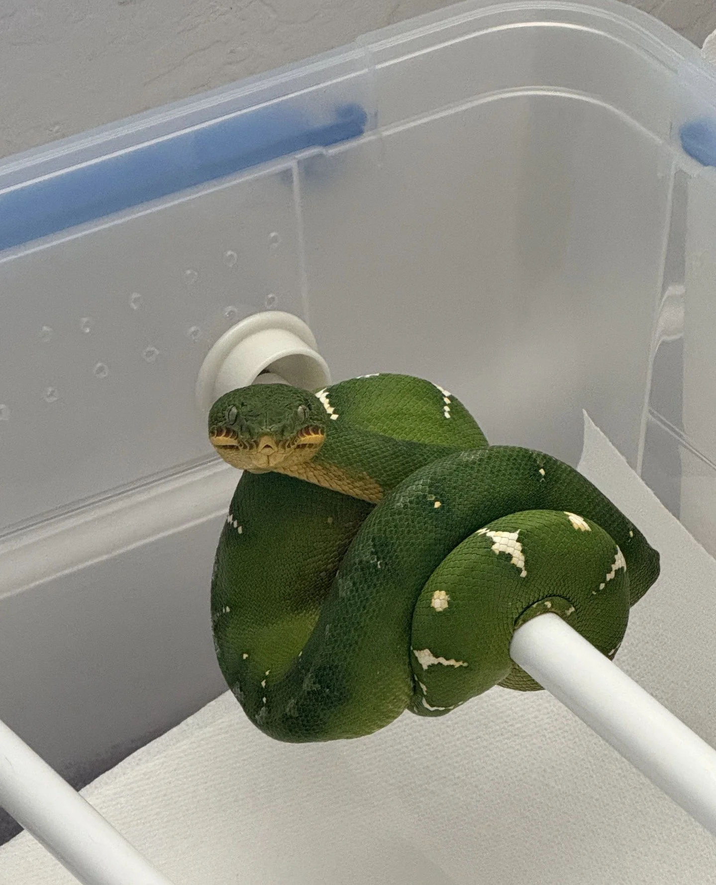 The quarantine enclosure isn't supposed to look good.⁠
⁠
Paper towels. A perch or two. A water bowl. Stable temps, clean air, no variables you can't control.⁠
⁠
What it's supposed to do is keep a new animal alive, observable, and isolated long enough