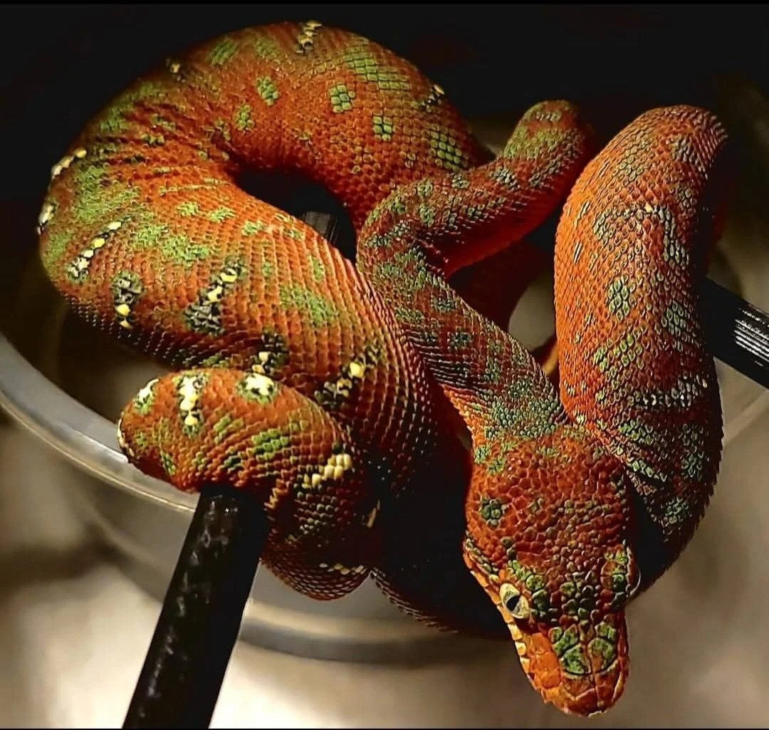 The ETB breeder directories on the site cover both Northern emeralds and Amazon Basins &mdash; and we're always looking to add more people doing serious work with these animals.⁠
⁠
If you breed ETBs, work with established bloodlines, or know someone 