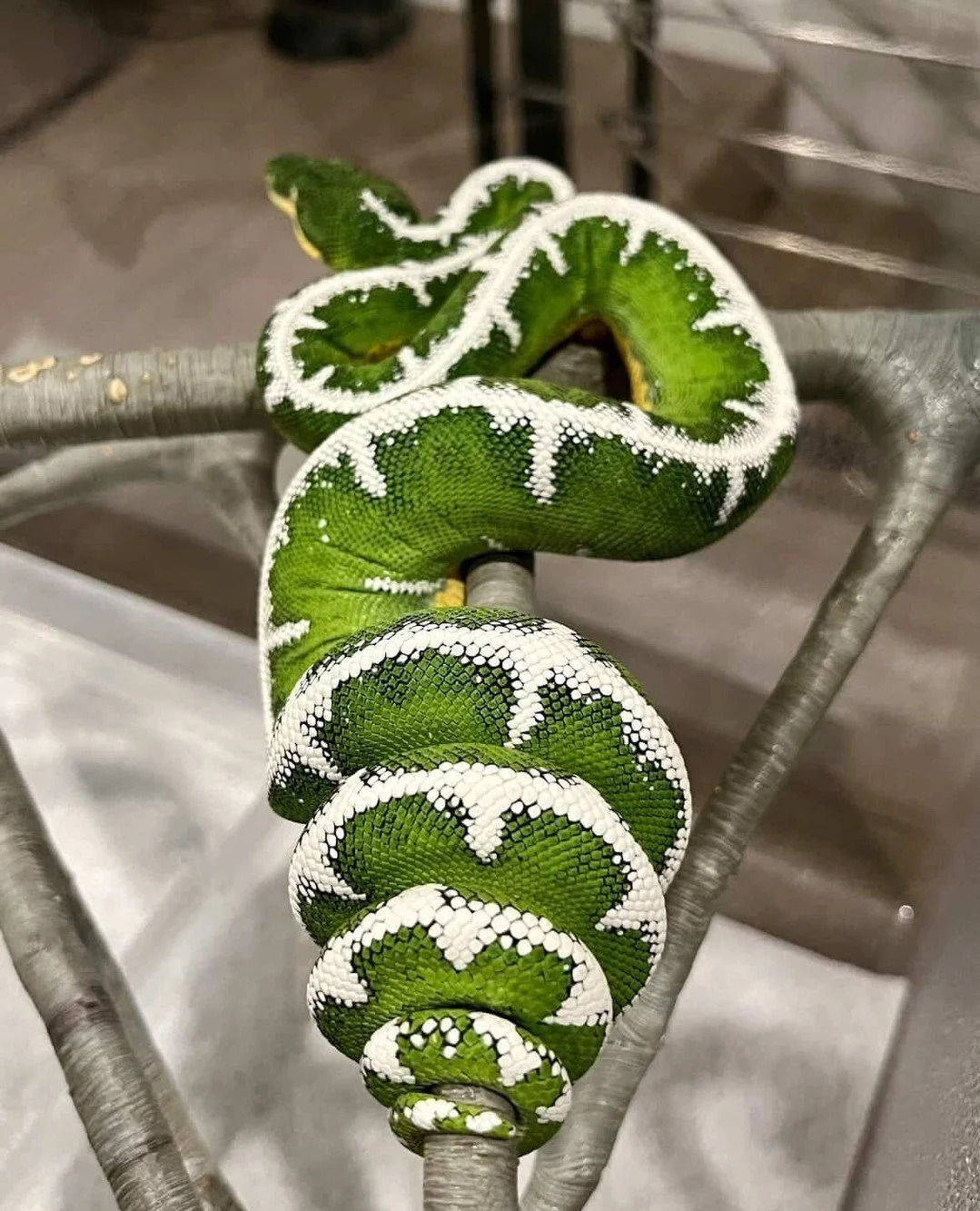 The variation in Basin animals is genuinely something else.⁠
⁠
Normal, High White, Black, Blue Tone, Diamond, Barbwire, Frosted, Alien; these aren't color morphs in the traditional sense. They're naturally occurring pattern and pigmentation variation