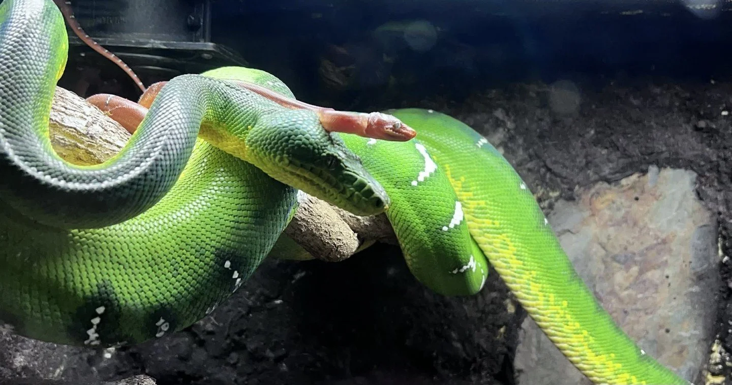Most people know that Northern emerald tree boas hatch red, orange, or reddish-brown. Fewer people know why and the answer is more interesting than most care guides acknowledge.⁠
⁠
Neonates don't occupy the same ecological layer as adults. Before the