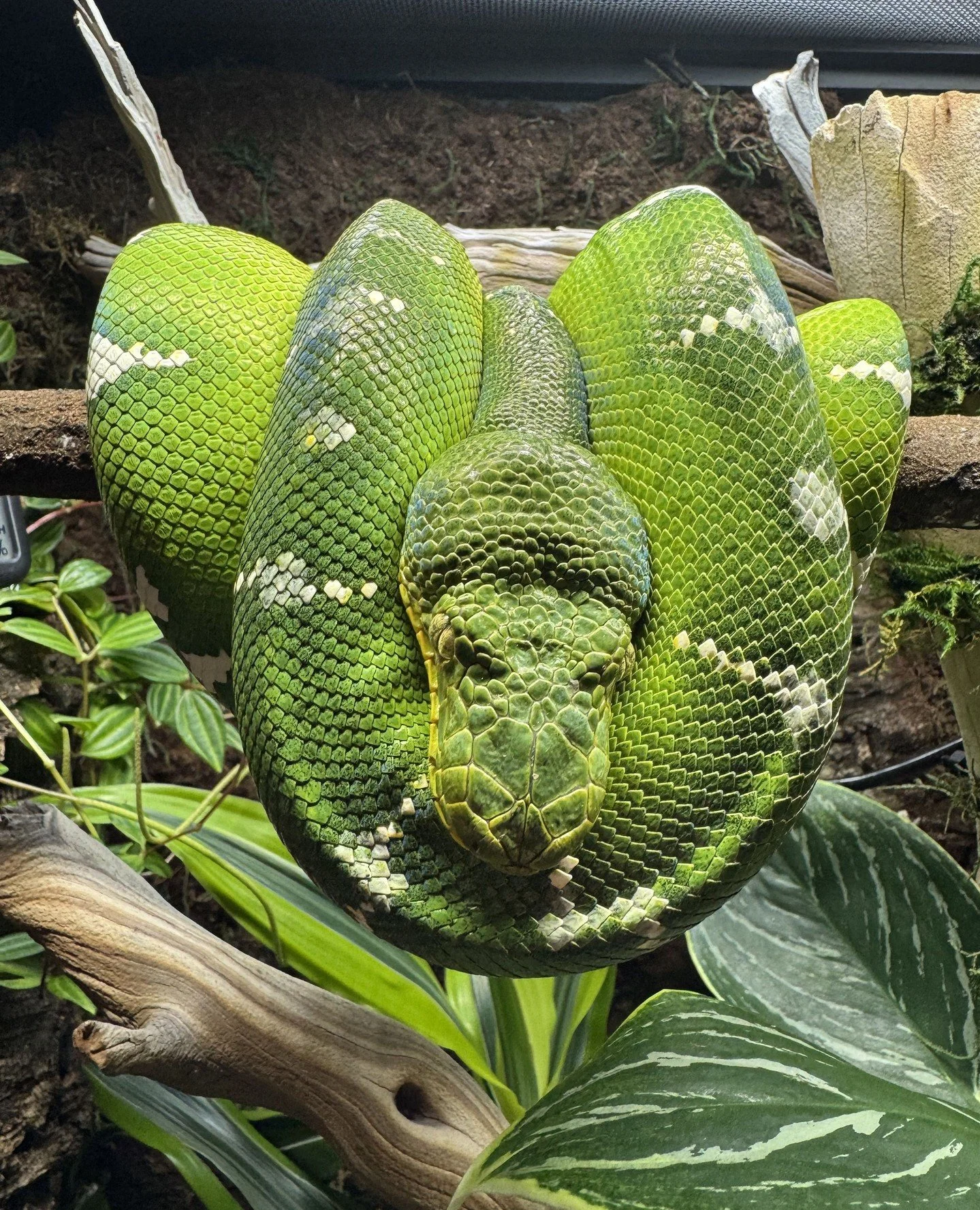 It's easy to think that because ETBs are nocturnal, lighting barely matters. The reality is more nuanced than that.⁠
⁠
In the wild, they spend their days coiled in the canopy under bright, filtered tropical light, not darkness. That daytime light exp