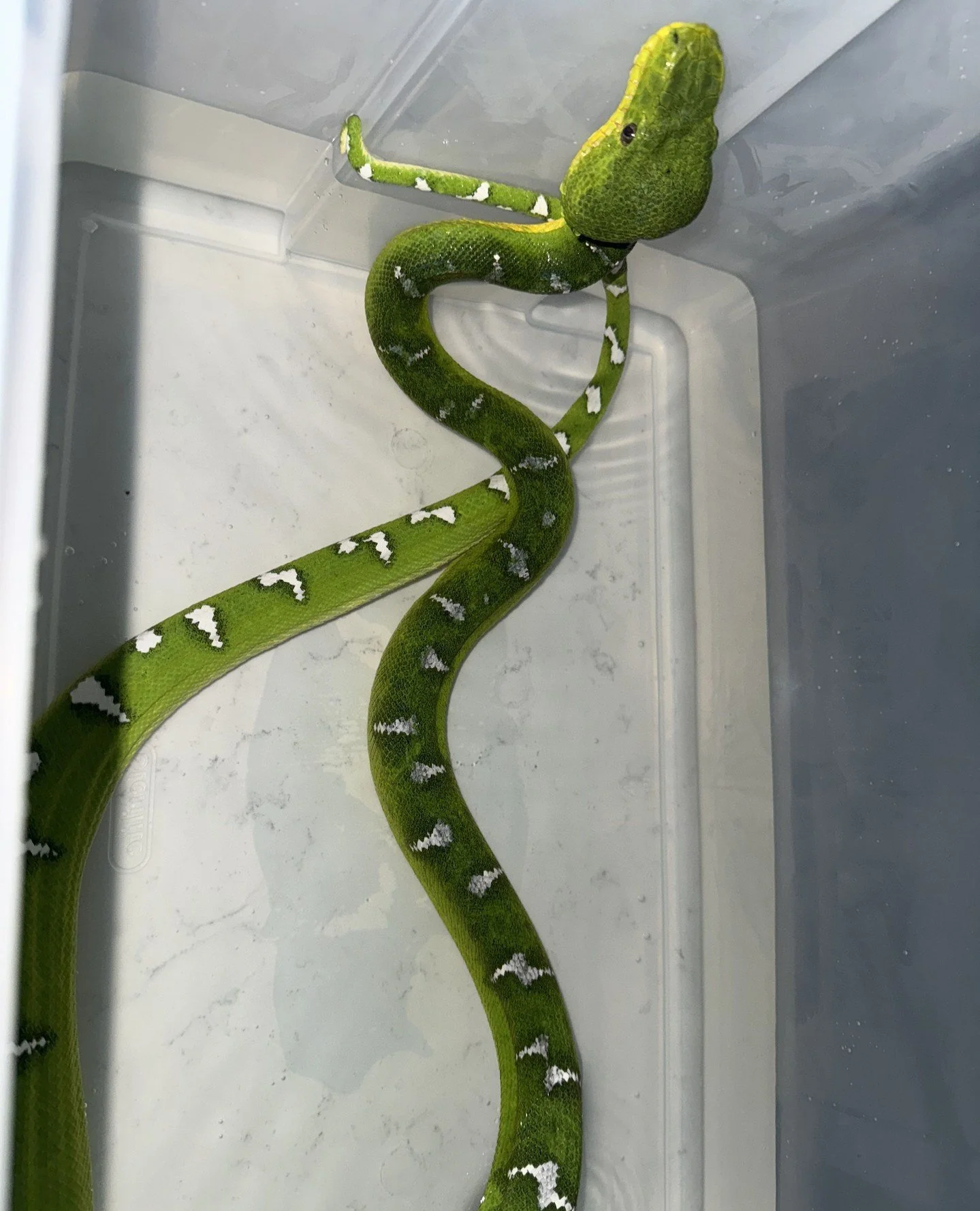 You check on the enclosure. The animal is in the water bowl.⁠
⁠
Not unusual once, unusual twice, a pattern and now you're paying attention.⁠

Persistent soaking in ETBs is one of the earliest behavioral signals of a mite infestation, and it's easy to