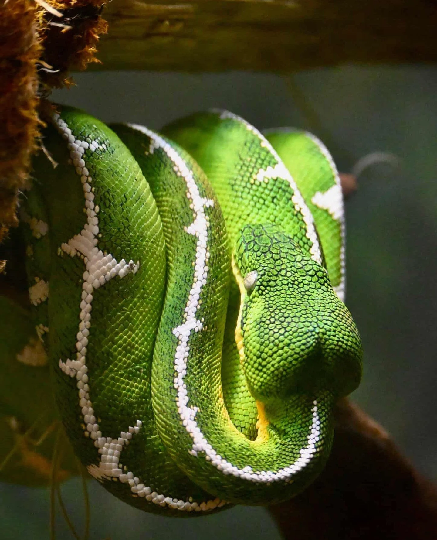 Regurgitation happens. Temperature fluctuations, handling too soon after a feed, prey that was too large; there are legitimate husbandry reasons it occurs, and most keepers have dealt with it at least once.⁠
⁠
The problem is that regurgitation gets w