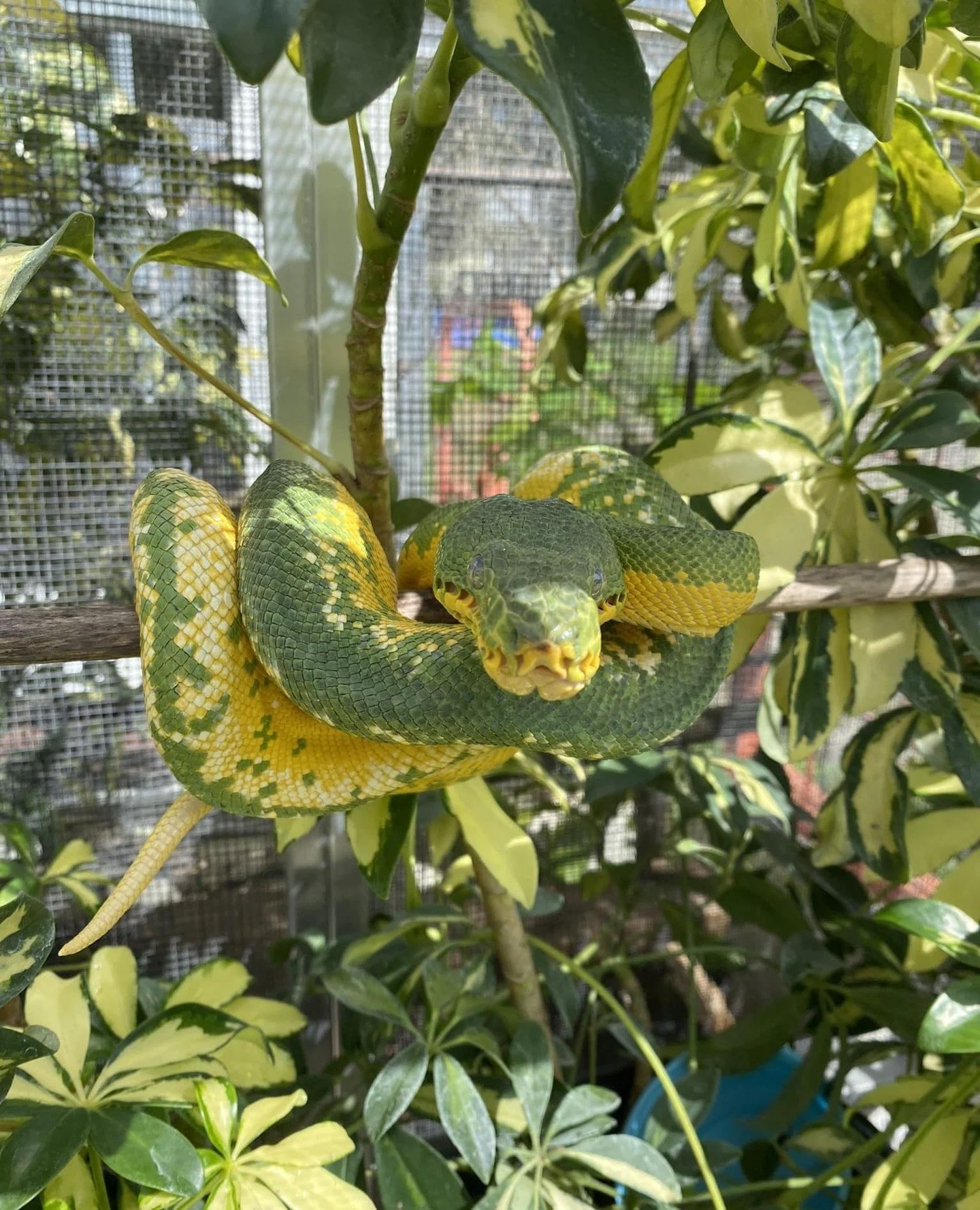 The plants aren't decoration.⁠
⁠
Dense foliage softens airflow, stabilizes localized humidity, gives the animal visual cover, and creates the layered light levels a rainforest environment actually has.⁠
⁠
A bare enclosure with correct numbers on a th