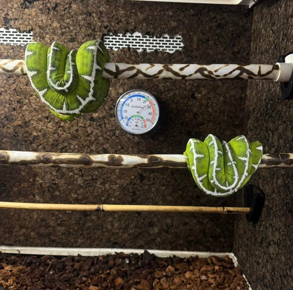 Substrate for ETBs is one of those topics where experienced keepers genuinely land in different places and there are real arguments on both sides.⁠
⁠
Bioactive builds with moisture retentive soil layers, leaf litter, and living root systems can creat