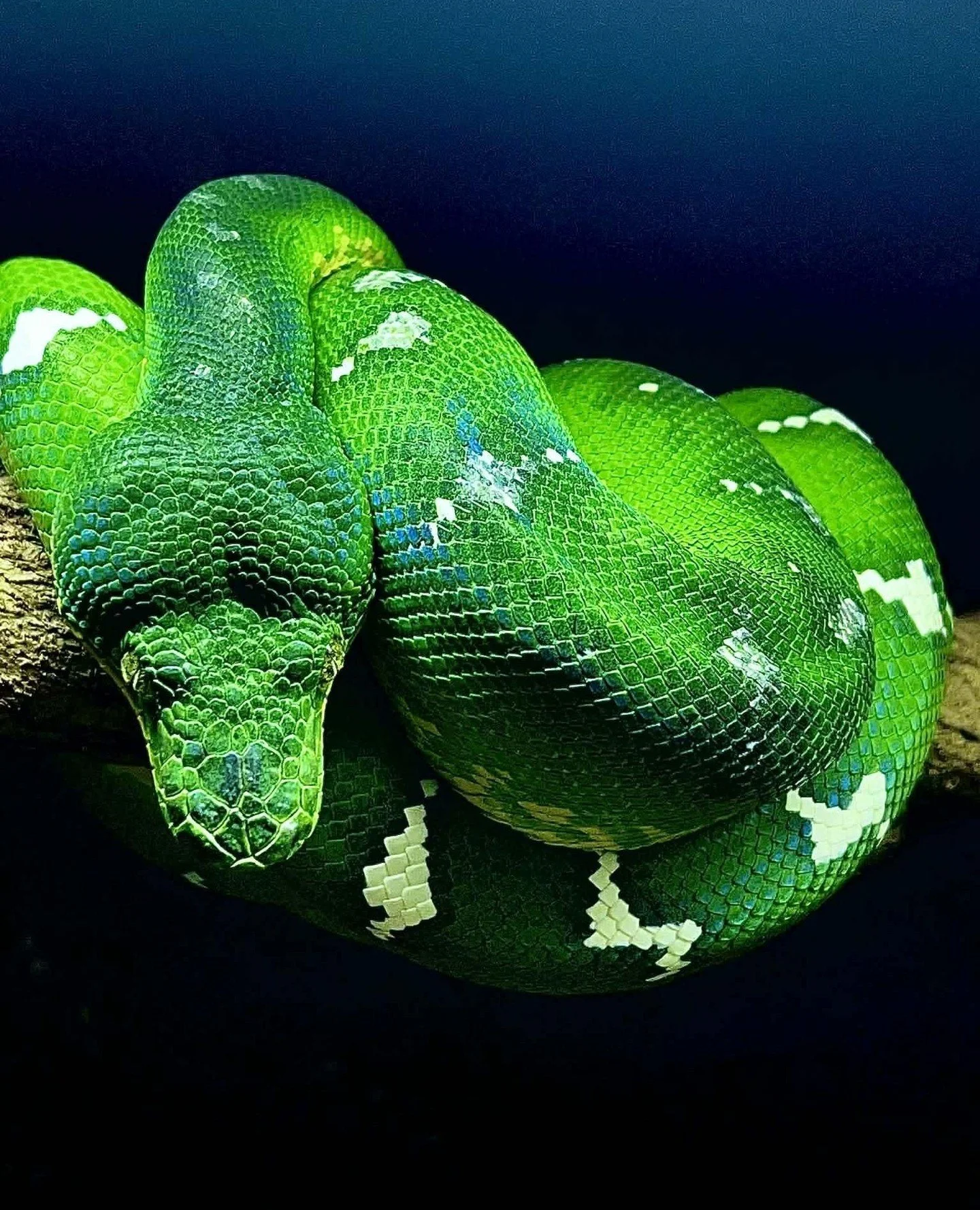 Every ETB is different.⁠
Different locality, different pattern, different temperament, different enclosure setup behind it. That variation is a big part of what makes this community worth being in and it's exactly what the community gallery on Emeral