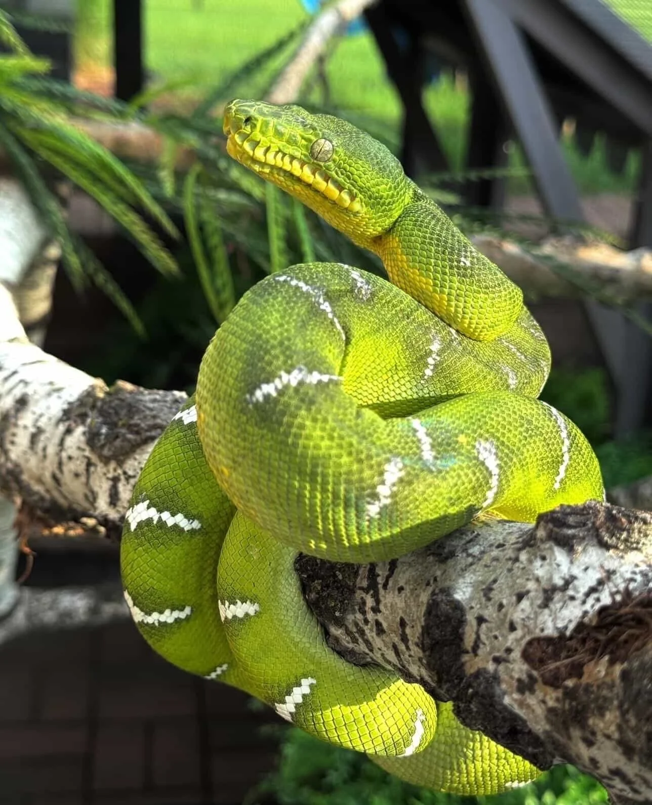 Corallus caninus and Corallus batesii occupy different light environments in the wild, and that distinction matters more than most care resources acknowledge.⁠
Caninus across the Guiana Shield lives in tropical rainforest with real canopy variation. 