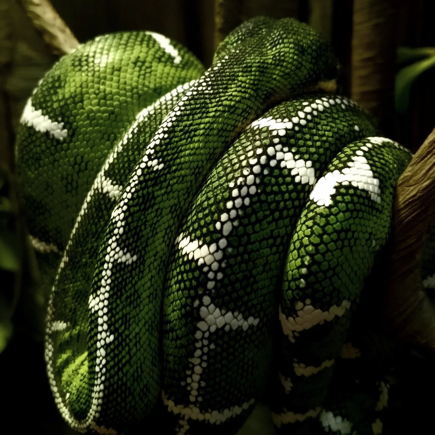 Something that trips up a lot of new ETB keepers is thinking humidity and ventilation are at odds with each other. The instinct is to seal things up to hold moisture. ⁠
⁠
That instinct causes problems.⁠
⁠
What ETBs actually need is high humidity with