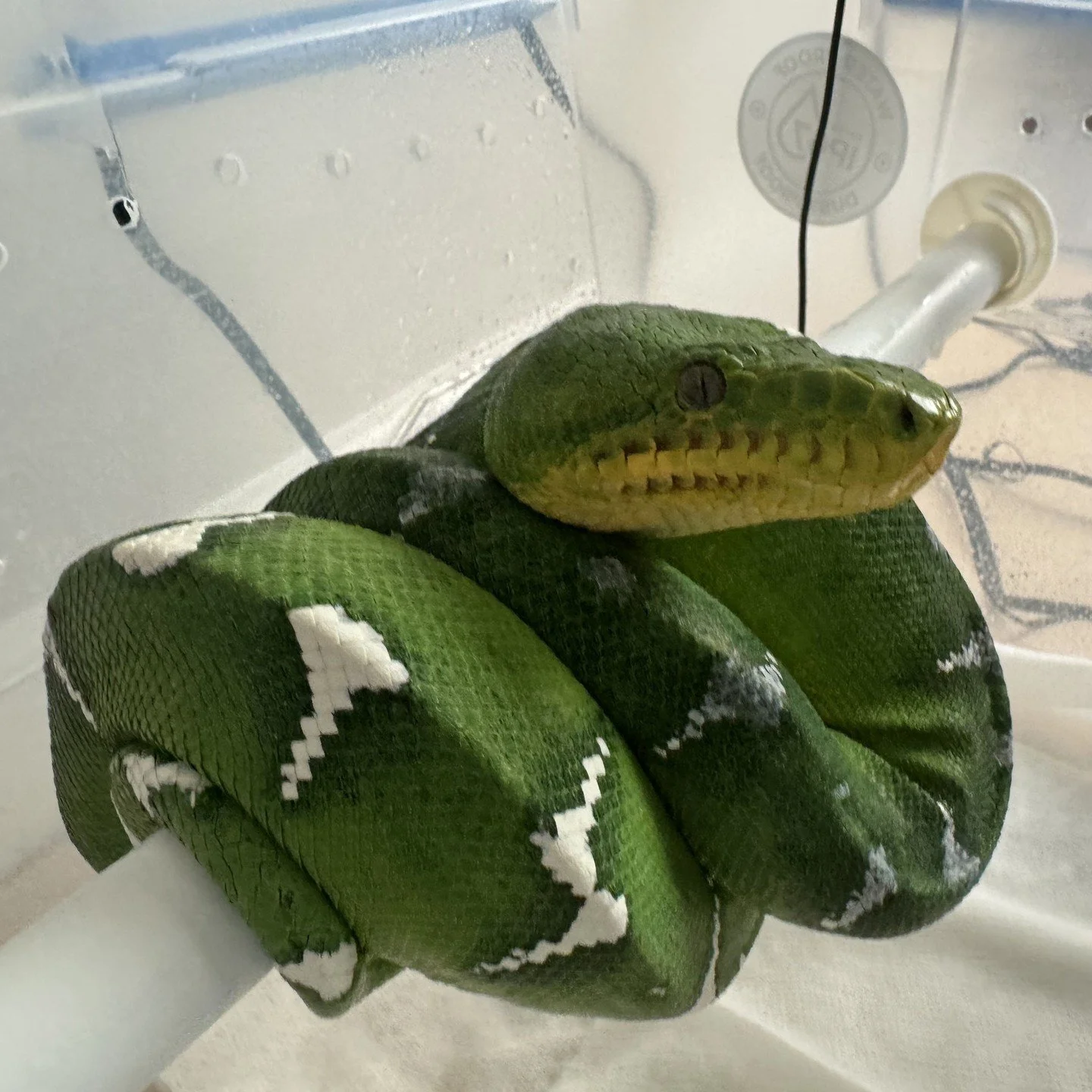 Heard this one more times than I can count. Quarantine is for wild caught animals. If it is captive bred it is fine to go straight in with your collection.⁠
That is not how disease transmission works.⁠
⁠
Captive bred animals can carry nidovirus, ophi