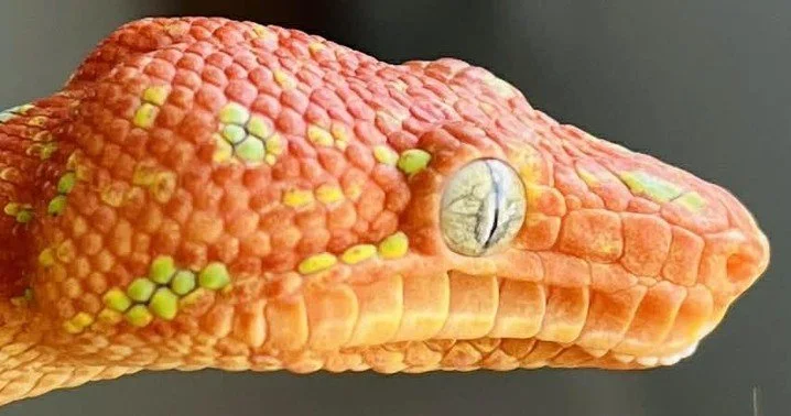 Born red, orange, or green, but always finishing green. The process in between is one of the most remarkable things about keeping this species.⁠
⁠
Full breakdown of the color change process at emeraldtreeboas.org, link in bio.⁠
⁠
📸 Photo Credit: Tat