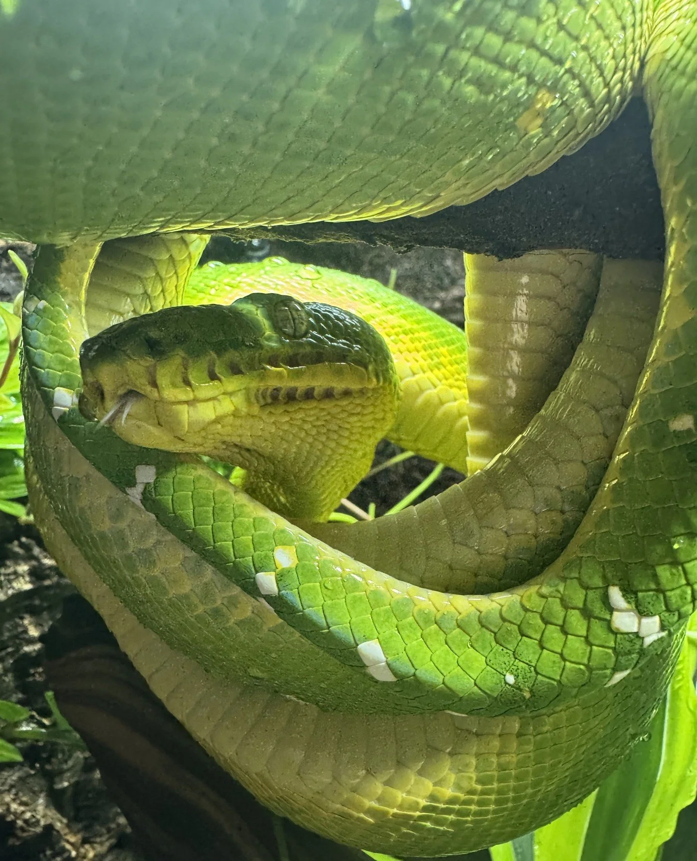 If you keep ETBs and have photos you are proud of, we want to see them.⁠
⁠
The community gallery at emeraldtreeboas.org/gallery exists specifically to showcase keeper photography from both caninus and batesii. ⁠
⁠
Locality animals, juveniles mid colo