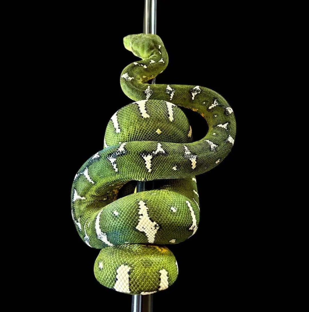 One of the most common feeding mistakes with caninus is going too big too fast. The instinct is to size up as the snake grows, which is correct, but the jump in prey size often happens faster than the animal is ready for.⁠
⁠
A good baseline for prey 