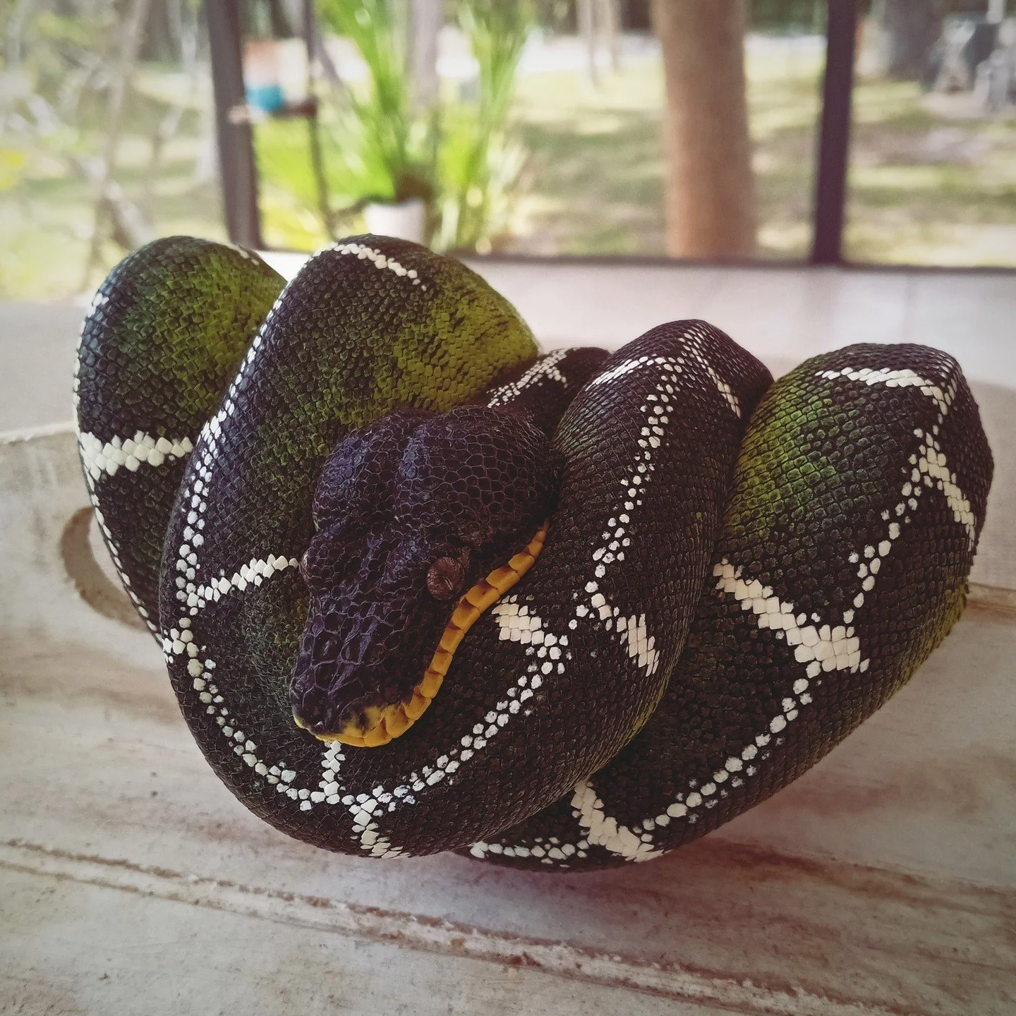 Corallus batesii is not just a bigger caninus. The habitat it comes from is genuinely different in ways that matter for how you keep it.⁠
⁠
The Amazon Basin is the largest tropical rainforest on earth and batesii occupies some of its most pristine lo