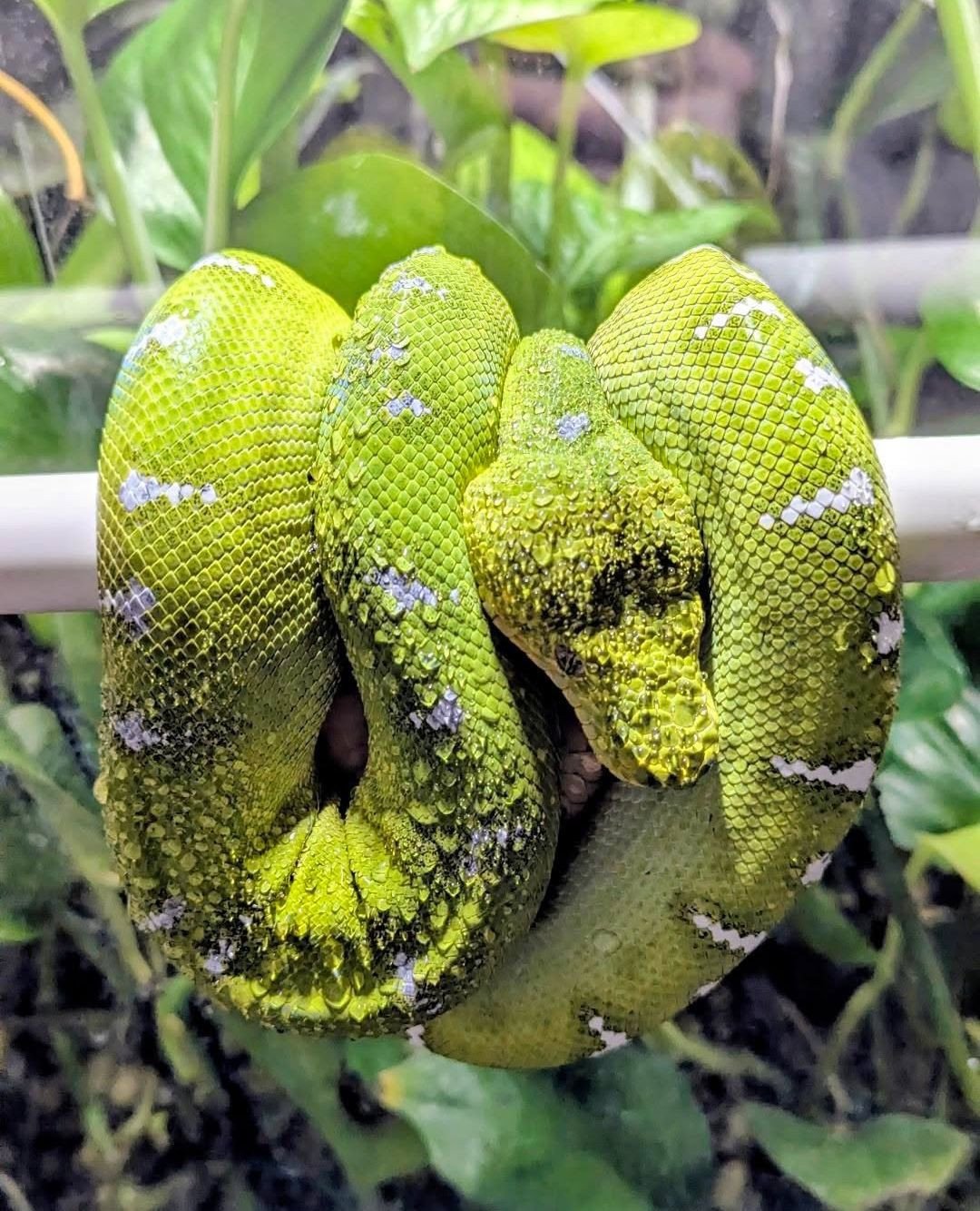 Something worth knowing about ETB hydration that does not get talked about enough is that drinking from a water bowl is not the primary way these animals hydrate in the wild.⁠
⁠
Corallus caninus and batesii both rely heavily on cutaneous water uptake