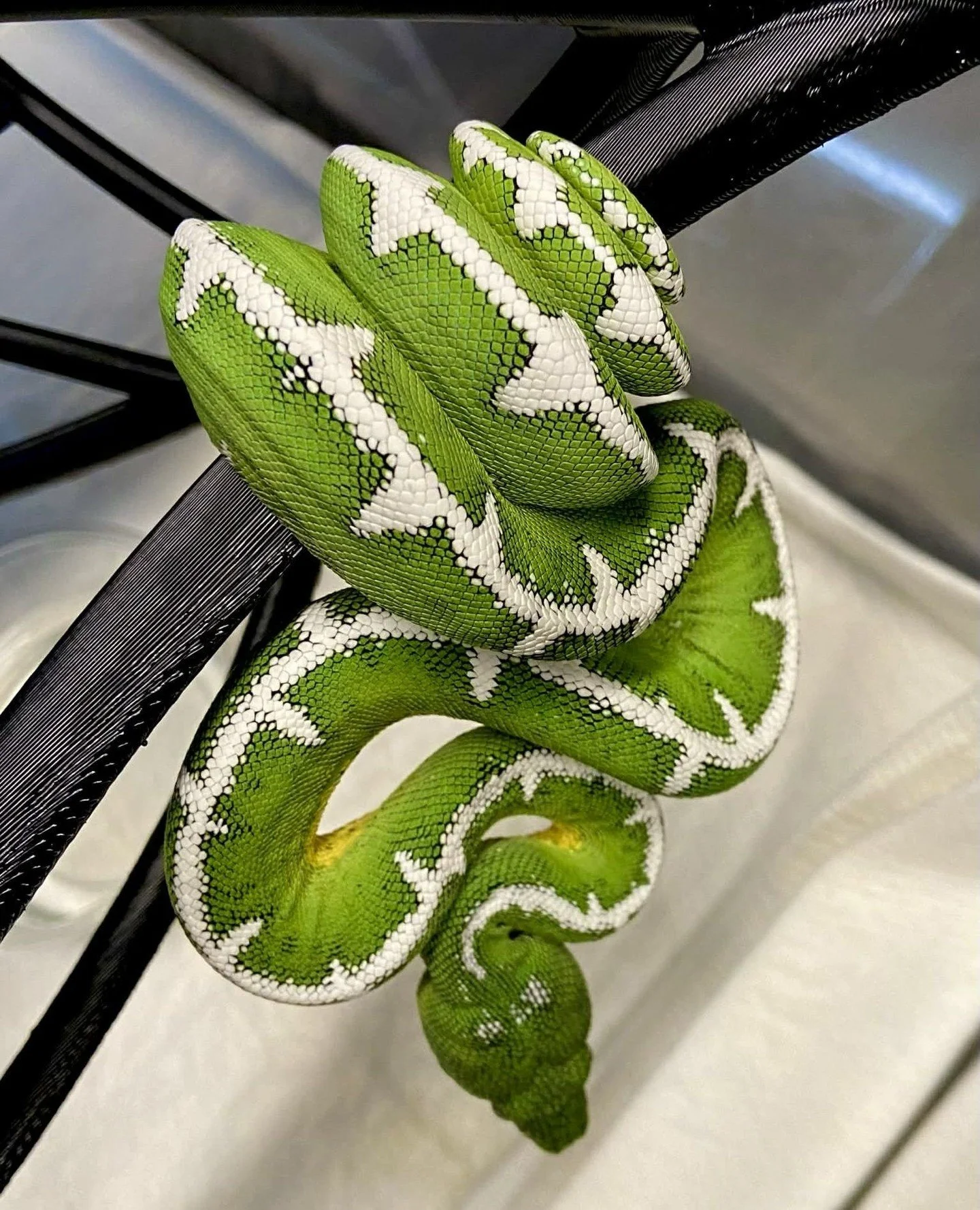 Six feet of rainforest canopy predator, built for a world that barely changes.⁠
⁠
Learn more about Corallus batesii at emeraldtreeboas.org/basin, link in bio.⁠
⁠
📸 Photo Credit: @xtremebasin⁠
⁠
#corallusbatesii #amazonemerald #arborealsnakes #reptil