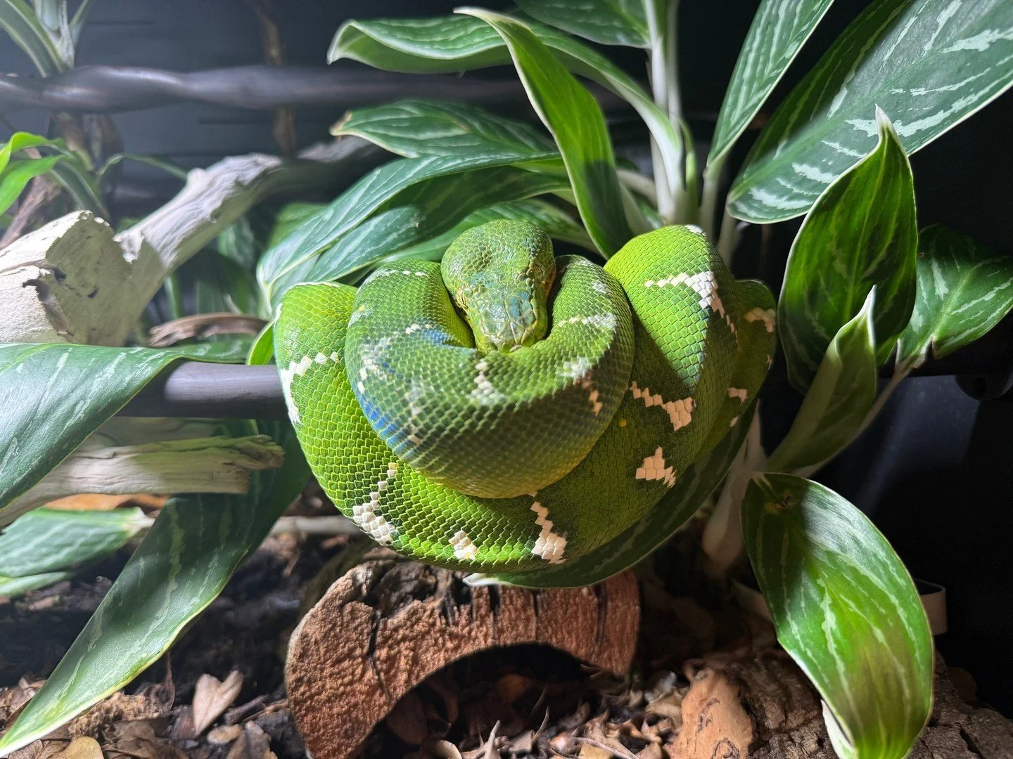 Really curious what enclosure setups people are running for their ETBs right now?⁠
⁠
Custom builds, off the shelf enclosures, bioactive, simple, big or small. There is no single right answer for this species and seeing what other keepers have landed 