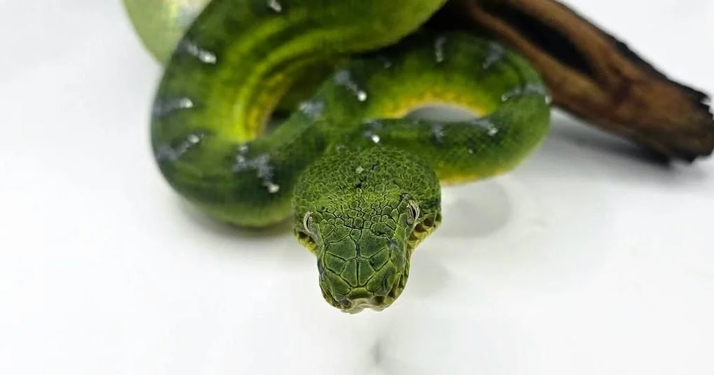 One of the things that makes caninus especially interesting from a keeper perspective is the locality variation. Suriname animals, Guyana animals, Peruvian animals all carry visual differences that reflect where they came from, and serious keepers te