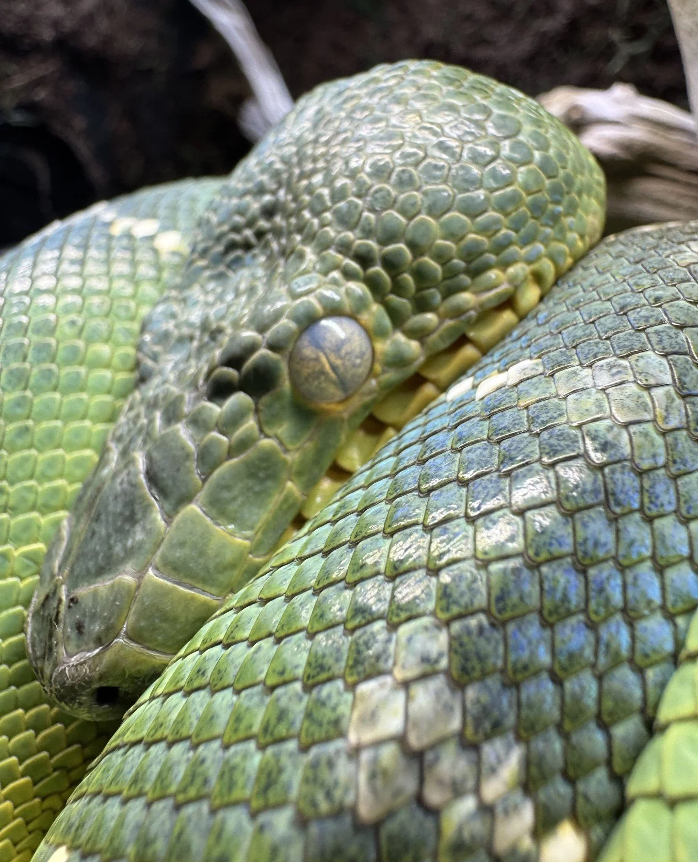 A clean, single piece shed is one of the best indicators that an enclosure is dialed in. A retained shed, patchy shed, or shed that comes off in dozens of pieces is the enclosure telling you something is off.⁠
⁠
Ecdysis in ETBs is mainly directly tie