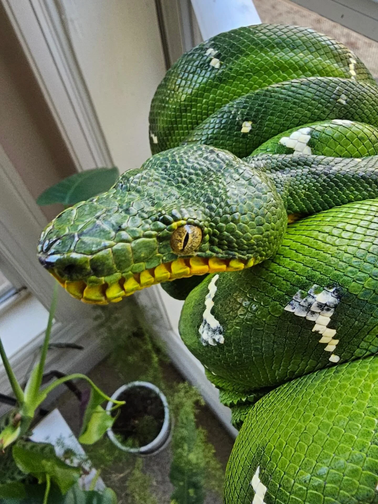 The humidity pages for both Northern and Amazon Basin ETBs have been fully rewritten and are live on the site.

Humidity is one of those topics that sounds simple on the surface, hit a number and you are done. The reality of managing it well for thes