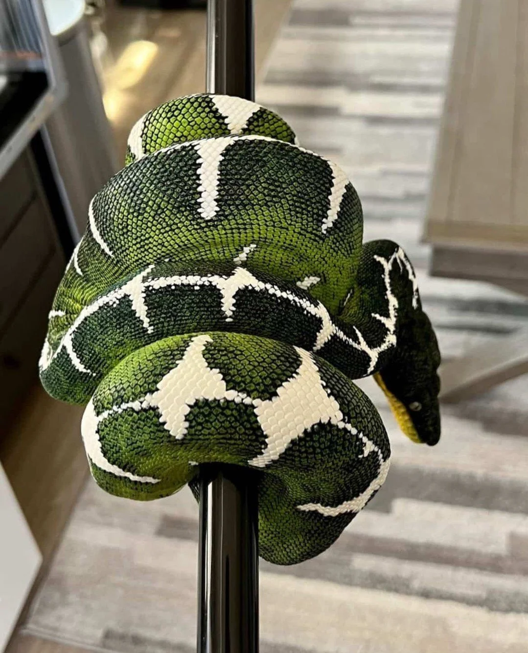 Keeping batesii long term means getting comfortable with fasting periods that would make most snake keepers nervous.⁠
⁠
Corallus batesii is a slower, more deliberate feeder than caninus. Extended fasts of several weeks to a couple of months are not u