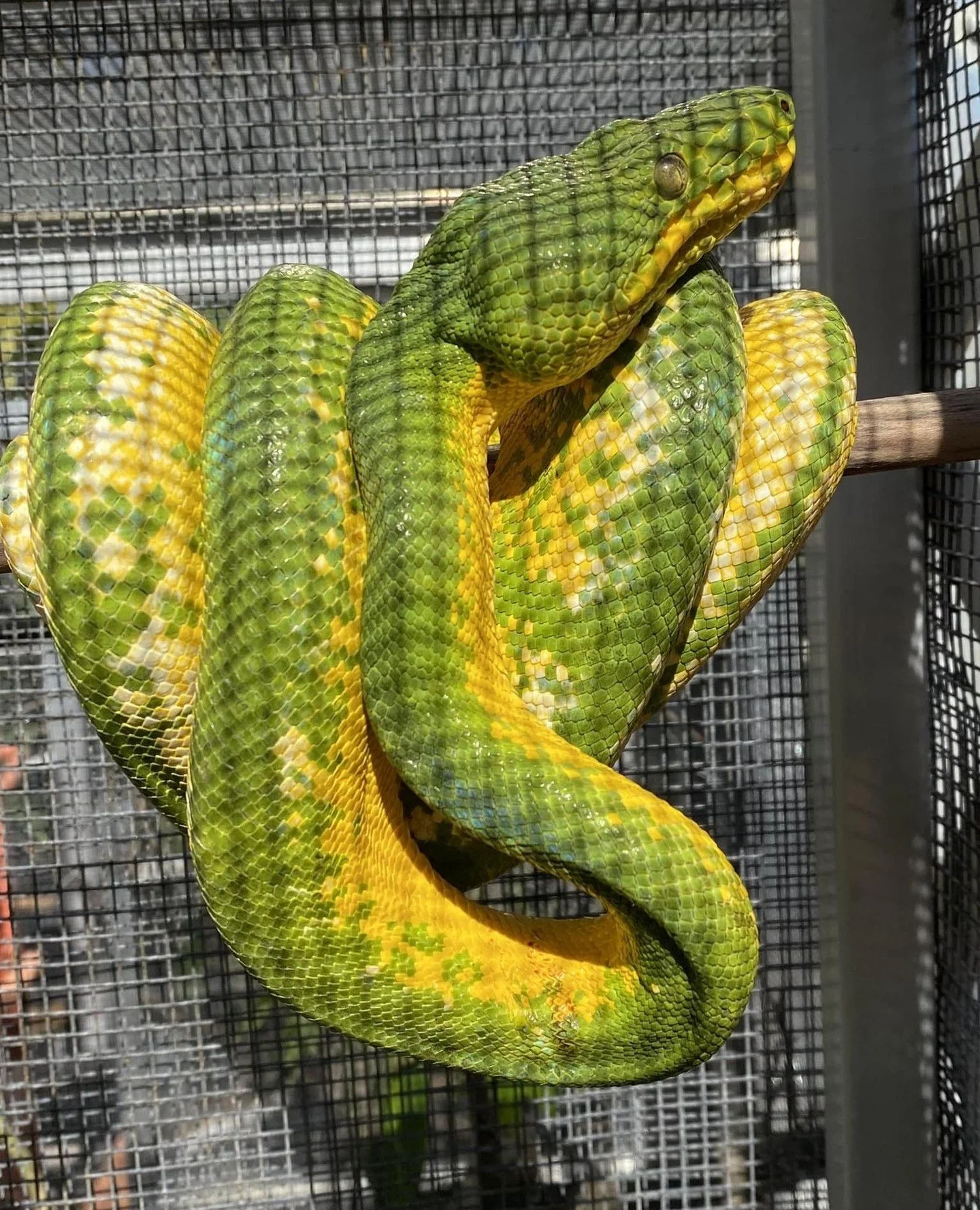 This one comes up a lot, especially from keepers coming from a GTP background. ⁠
⁠
The two species look similar enough that people assume the care is mostly interchangeable with minor adjustments. It is not.⁠
⁠
Corallus caninus and Morelia viridis oc