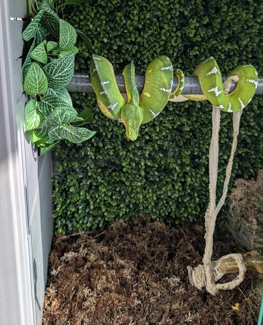 That moment when the blue fades and you find a perfect single piece shed waiting for you. ⁠
⁠
Worth every bit of the humidity management it took to get there.⁠
⁠
Shedding guide at emeraldtreeboas.org/shedding, link in bio.⁠
⁠
📸 Photo Credit: Noah's 