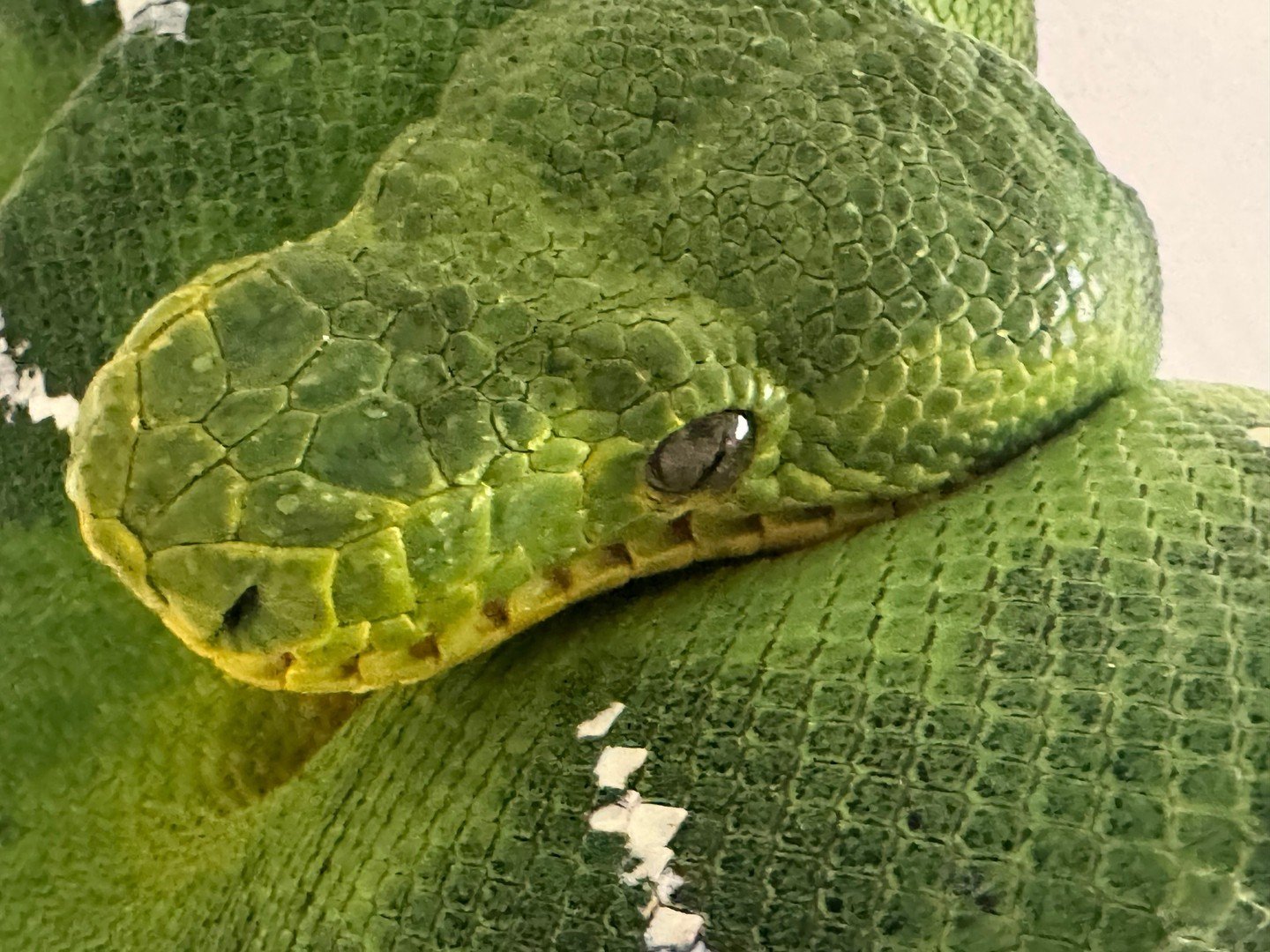 Something that does not get talked about enough in the ETB community is how many of the diseases that affect this species can be present without any obvious symptoms, sometimes for a long time.⁠
⁠
Nidovirus, ophidian paramyxovirus, cryptosporidium, a