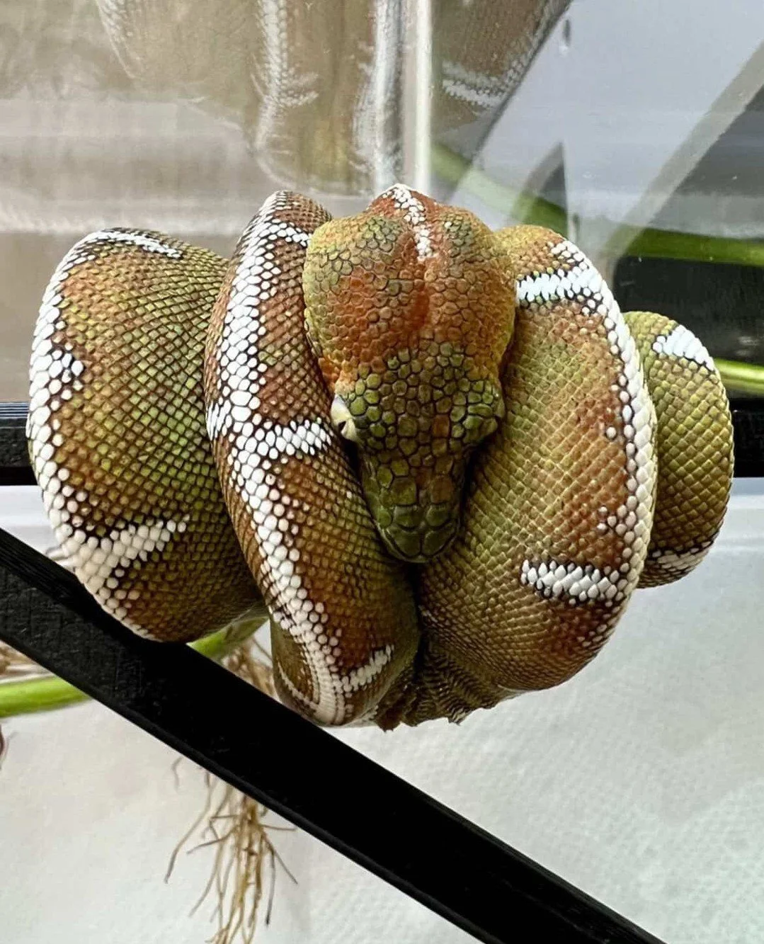 There is something about a juvenile caninus mid color change that is hard to describe to someone who has not seen it in person. The orange or red fading, patches of green coming through, the animal looking completely different week to week.⁠
⁠
If you