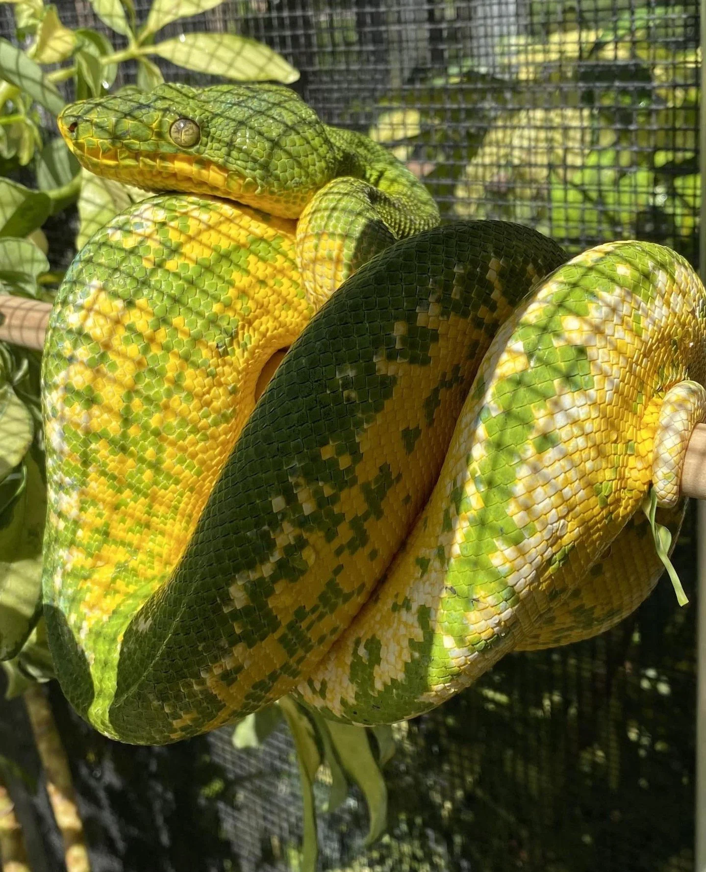 ETBs spend almost no time on the ground. That does not mean substrate is an afterthought.⁠
⁠
For an arboreal species like caninus or batesii, substrate serves a different purpose than it does for a terrestrial snake. It is not primarily about the ani