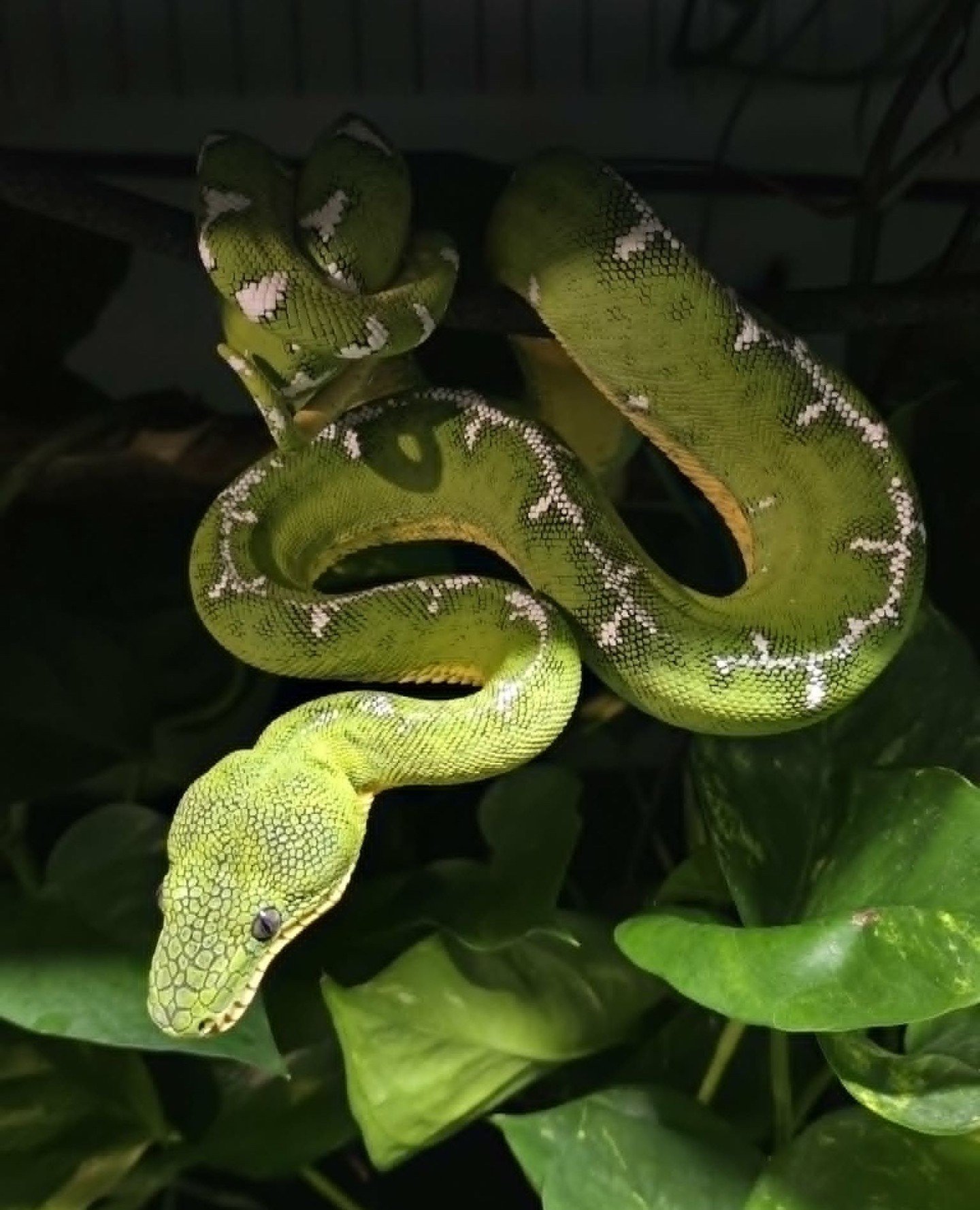 Corallus batesii is a sit and wait ambush predator. It does not chase prey. It positions itself on a branch, hangs the front third of its body in a characteristic S-curve posture, and waits for something to move within striking range below it.⁠
⁠
The