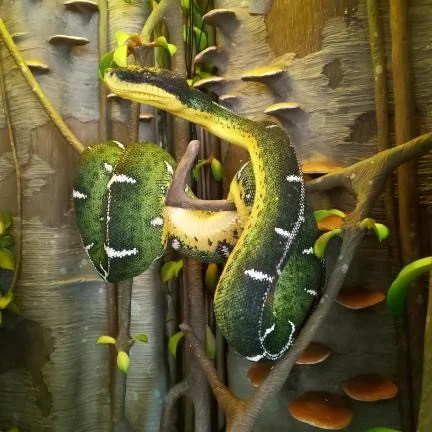 There is a tendency in the hobby to assume that a larger enclosure is always the better choice. For ETBs the reality is a bit more nuanced, especially for new keepers or younger animals.⁠
⁠
A 4x2x4 or similar vertically oriented build is a solid targ