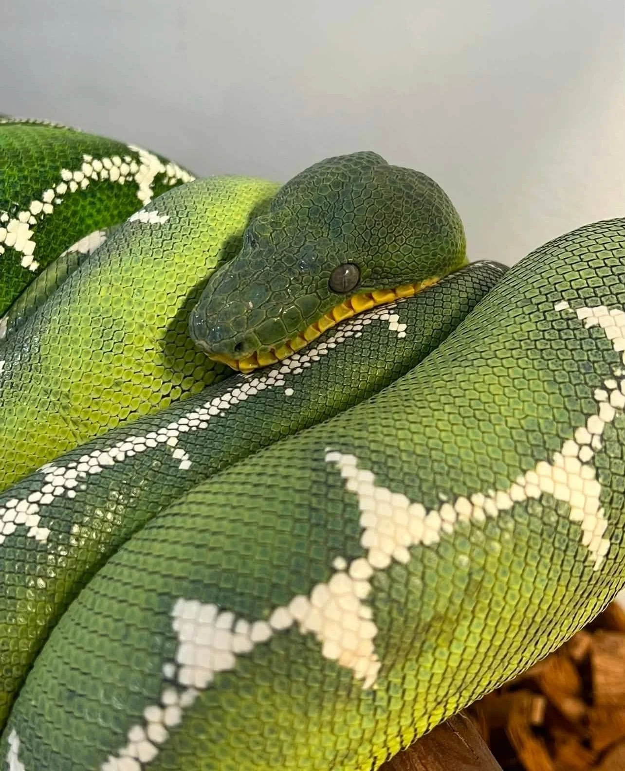 Most of the heating conversation in the reptile hobby centers around hitting a basking temperature and calling it done. For batesii that framework is not wrong exactly, it just misses the part that actually matters most for this species.⁠
⁠
Corallus 