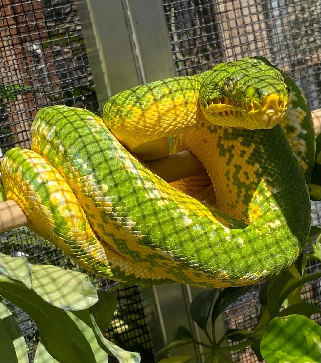 There are several pathogens covered on the disease pages at emeraldtreeboas.org that are serious. Cryptosporidium sits in a different category entirely for a lot of experienced keepers and there is a reason for that.⁠
⁠
Crypto in snakes is caused by 