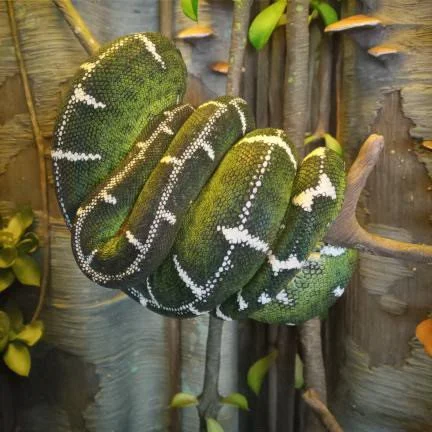 A fully grown Amazon Basin ETB coiled on a perch is one of the most impressive things in the hobby. The size, the stillness, the weight behind it.⁠
⁠
Everything about keeping this species at emeraldtreeboas.org/basin, link in bio.⁠
⁠
📸 @snakescapesb