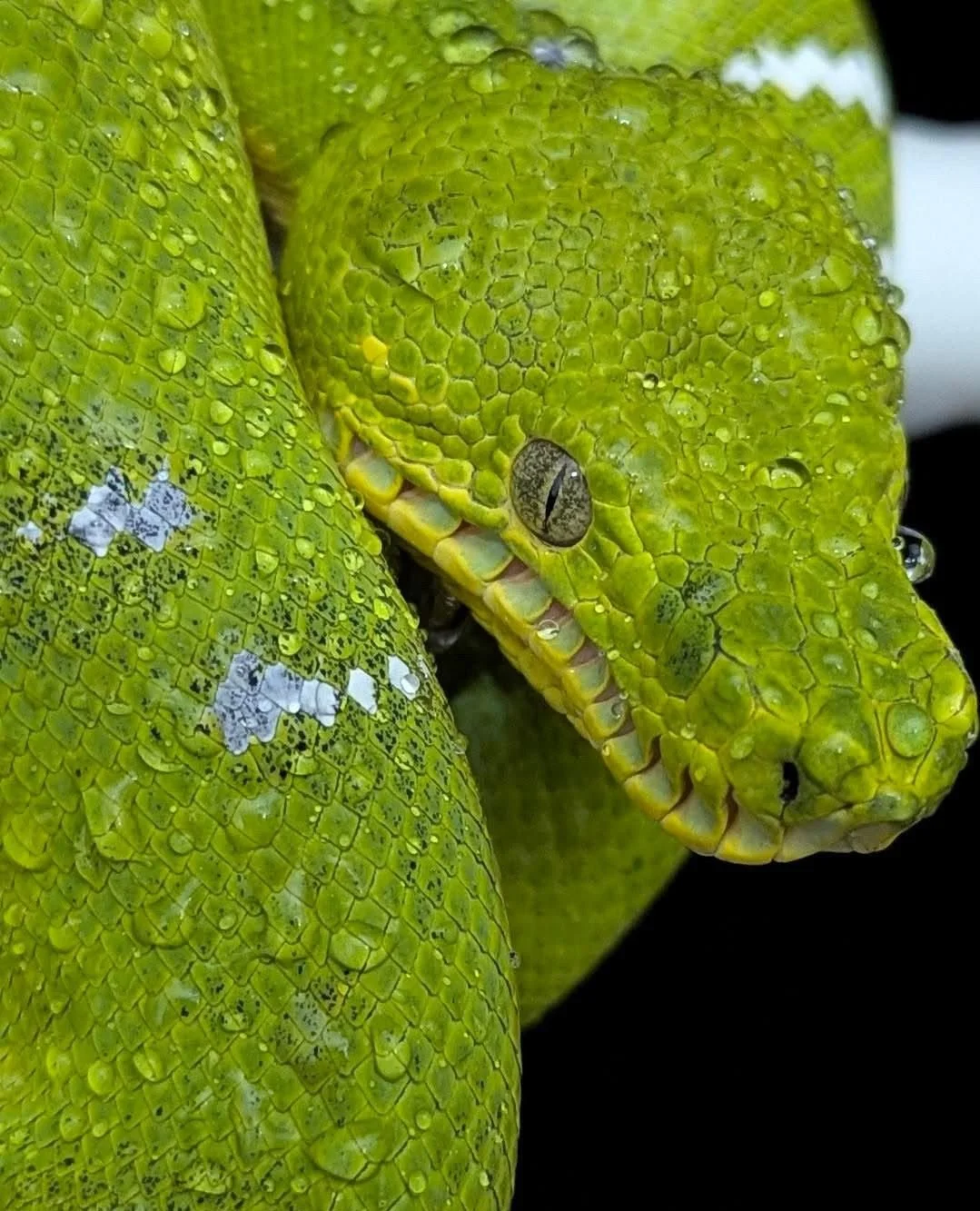 Genuinely curious which part of emeraldtreeboas.org people have found most useful or most surprising.⁠
⁠
The site covers everything from enclosure builds through disease pages, and the sections that get the most traffic are not always the ones we exp