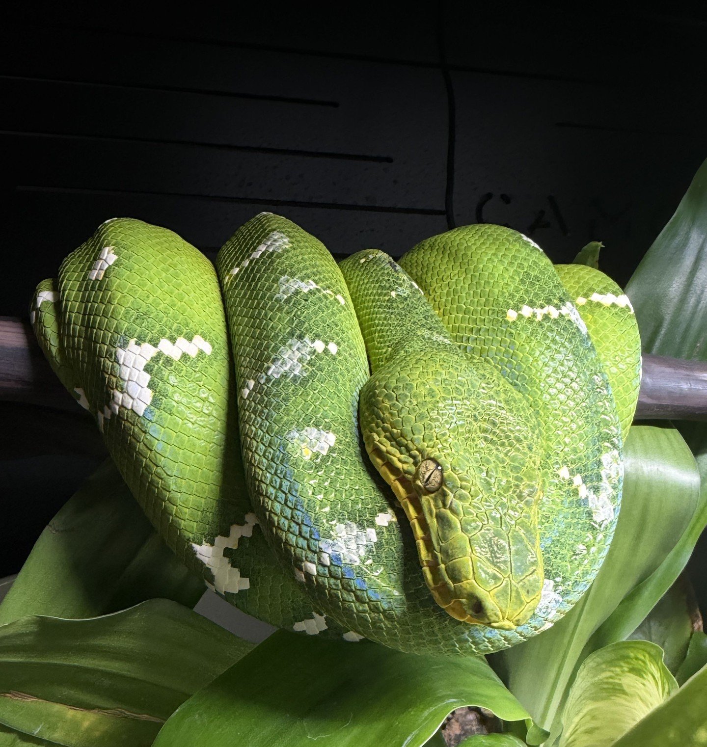 Inclusion Body Disease is one of those topics that gets discussed heavily in the boa and python community.⁠
⁠
IBD is caused by reptarenaviruses and affects the central nervous system and multiple organ systems. The clinical signs in boas can include 