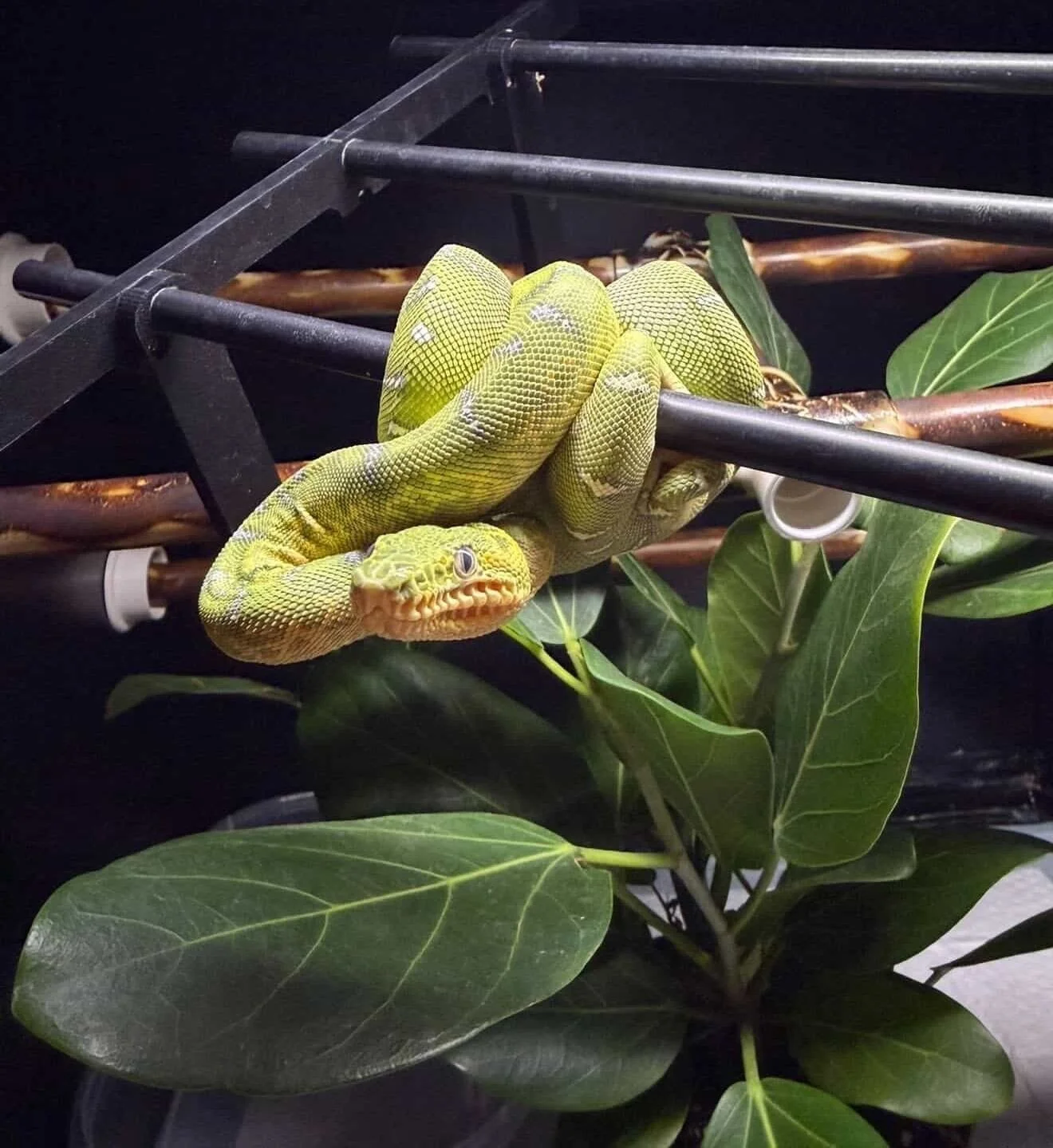 The prehensile tail on Corallus caninus and batesii is not just a gripping tool for moving between branches. It is a hunting structure.⁠
⁠
When a caninus positions itself for an ambush strike, the tail anchors to the branch while the front half of th