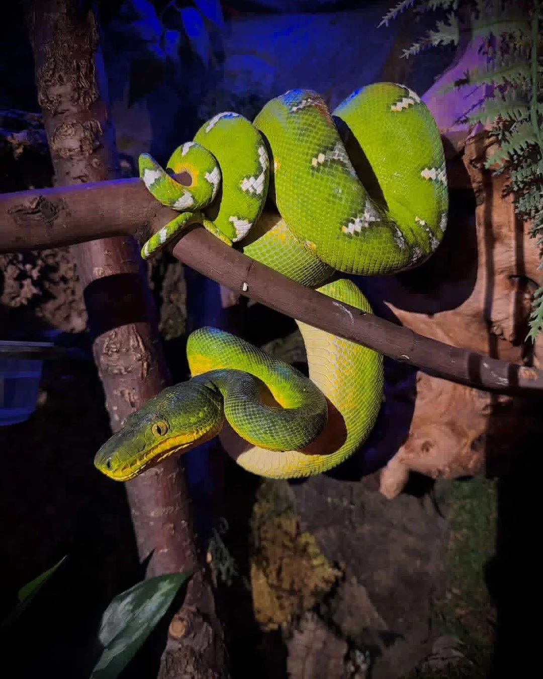 Not every piece of wood that looks good in an enclosure is actually safe for the animal living in it. This is one of those details that gets glossed over in general reptile communities but is worth taking seriously for a species as sensitive as an ET