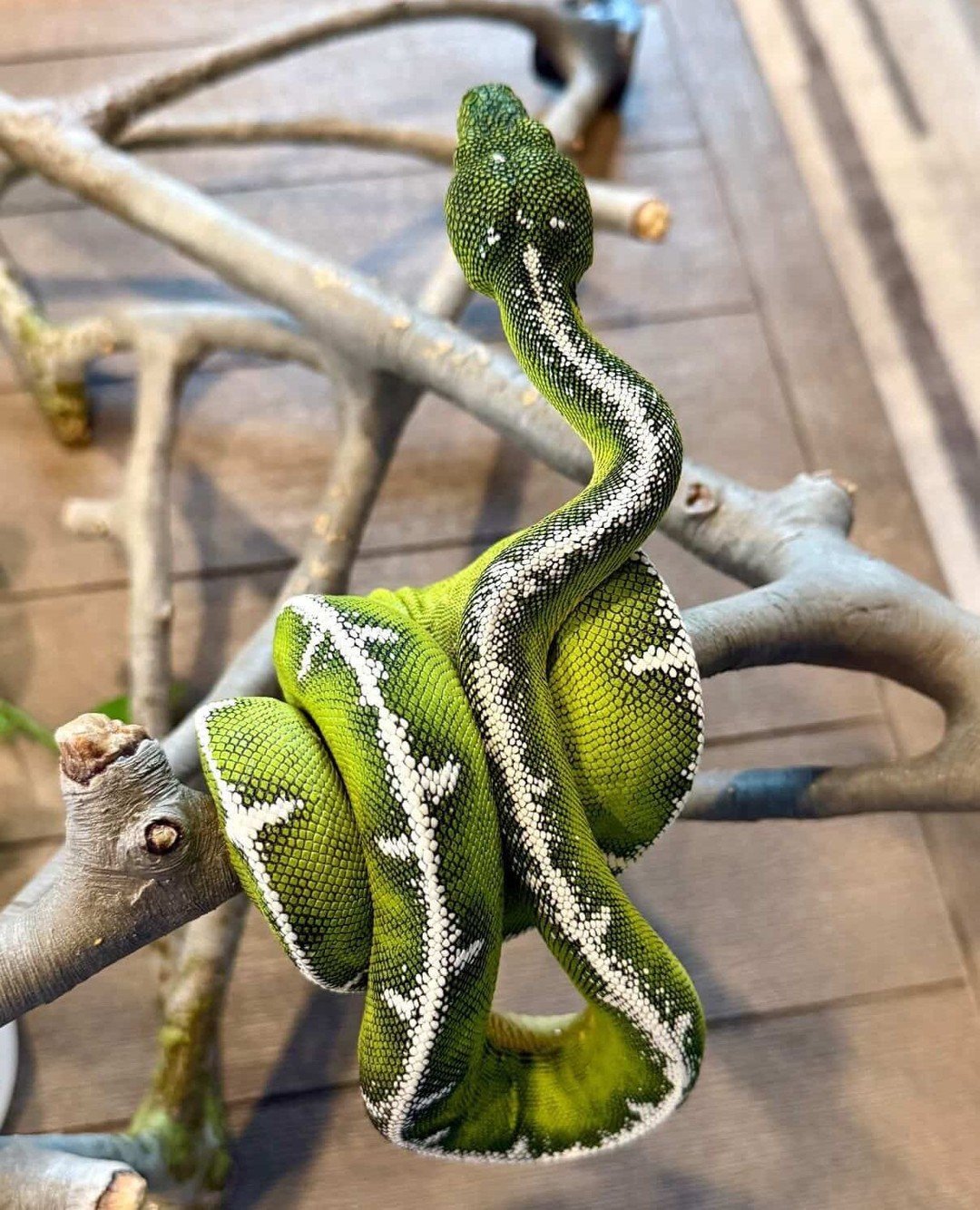 Keeping a fully grown Corallus batesii well is genuinely can be one of the more demanding things you can do in the arboreal snake hobby. The size, the sensitivity, the feeding patience required, the environmental precision. It is not a species that t
