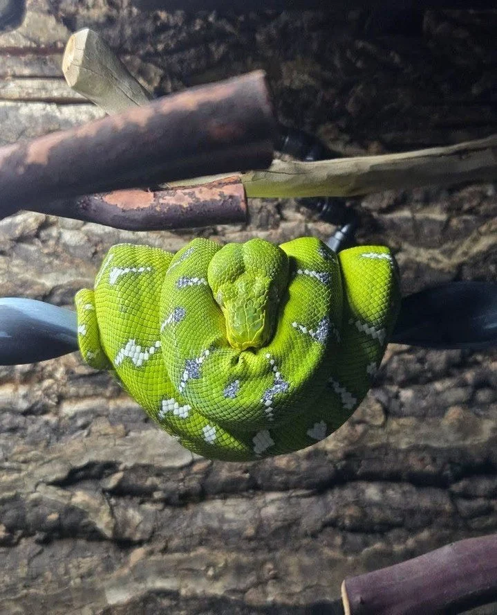Watching an ETB drink in captivity is one of those moments that surprises a lot of new keepers. These animals do not behave like a corn snake lowering its head into a water bowl. The behavior is more subtle and more varied than that.⁠
⁠
In the wild c