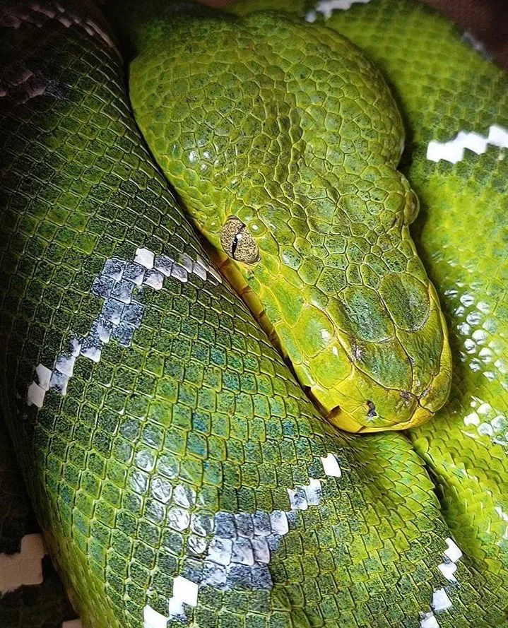 Ophidian paramyxovirus, sometimes called Ferlavirus or OPMV, is a respiratory pathogen that affects snakes across multiple families. In ETBs it deserves particular attention because this is already a species with a noted sensitivity to respiratory il