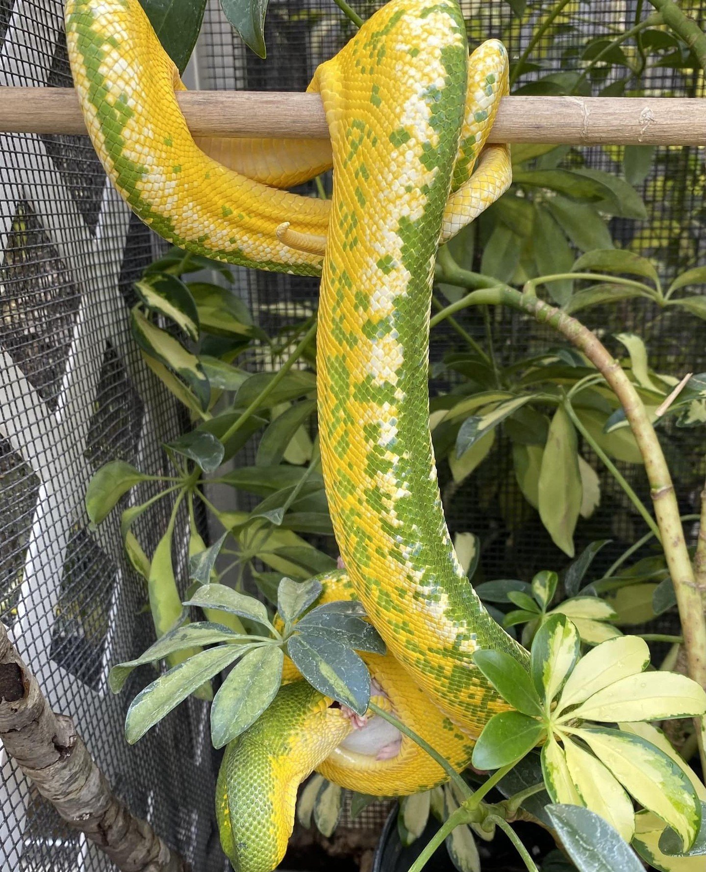 Body condition scoring in snakes is a real and useful tool. The problem is that ETBs in particular can look visually healthy for longer than most species while something significant is developing underneath the surface.⁠
⁠
Cryptosporidium, nidovirus,