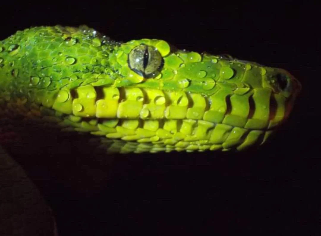 Those heat-sensing pits along the upper lip are not decoration. In complete darkness, at canopy level, they are everything.⁠
⁠
More on how caninus hunts at emeraldtreeboas.org/northern, link in bio.⁠
⁠
📸 ugosaluzzi⁠
⁠
#coralluscaninus #emeraldtreebo