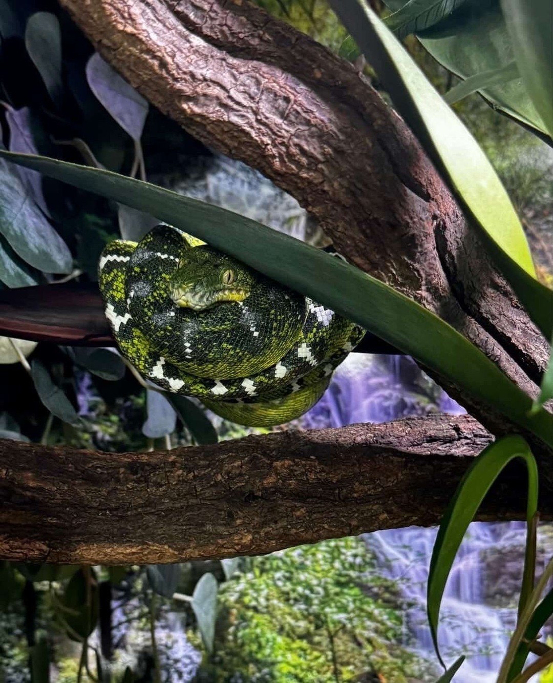 Some of the most impressive enclosure builds in the arboreal hobby never get seen outside of a small circle of people. ETB keepers tend to put serious thought and effort into their setups and that work deserves more visibility.⁠
⁠
Whether you are run