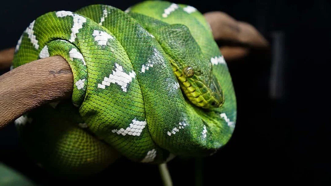 Regurgitation in ETBs is one of the most discussed and least resolved topics in the hobby. That is partly because it is not a single condition with a single cause. It is a symptom that sits at the intersection of husbandry, pathology, and anatomy in 