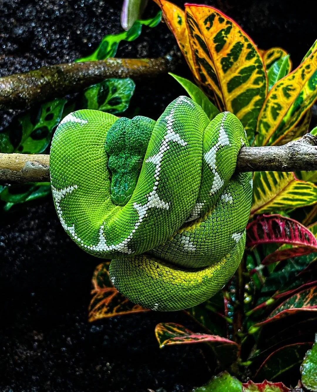 Corallus caninus and Corallus batesii get most of the attention in the hobby but they sit within a broader genus that is worth understanding if you want the full picture of what these animals are and where they come from.⁠
⁠
The genus Corallus includ