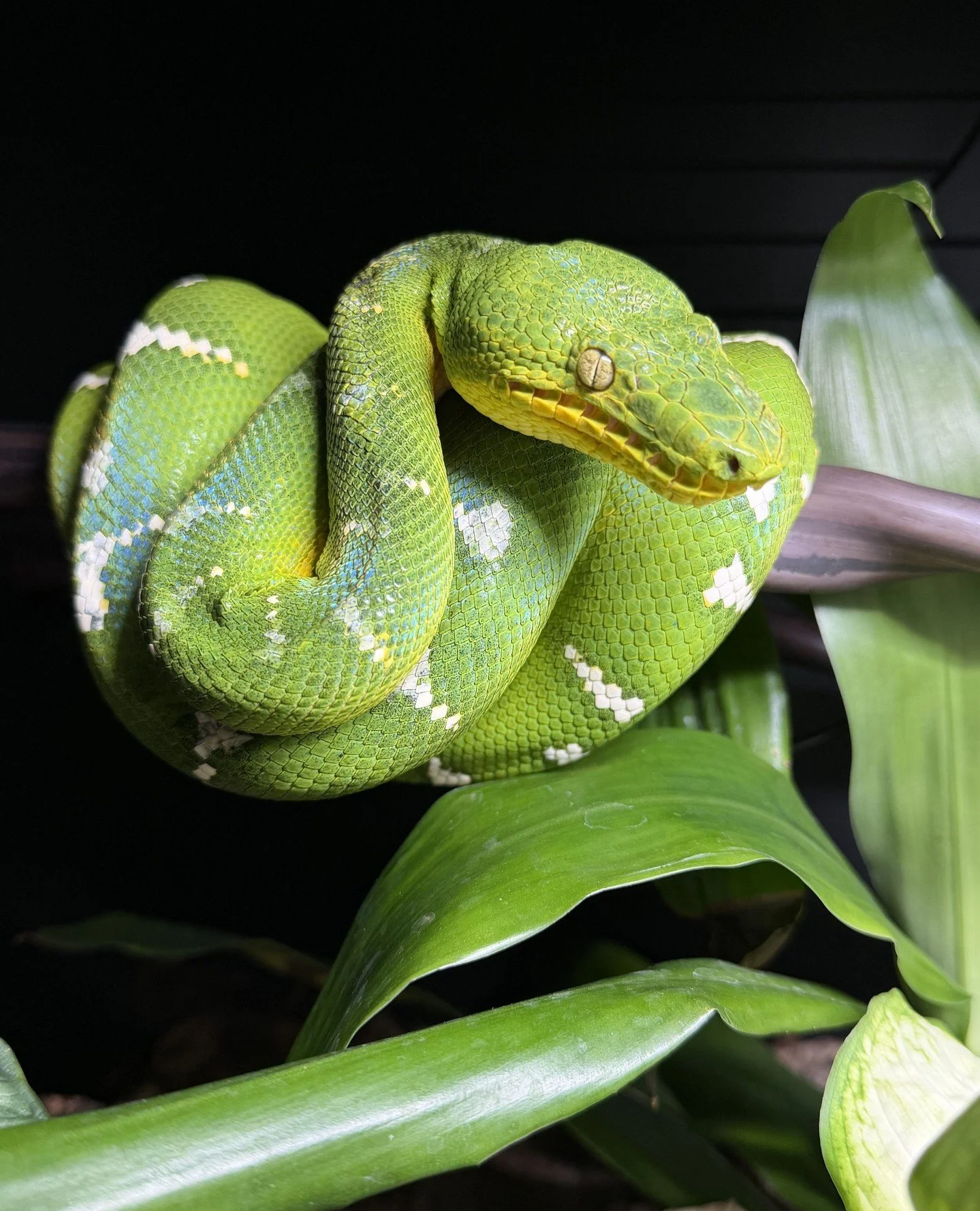 Chlamydia is not a pathogen most reptile keepers think about in the context of their collection. It probably should be, at least for ETB keepers specifically.⁠
⁠
Chlamydia psittaci and related chlamydial organisms have been documented in reptiles inc