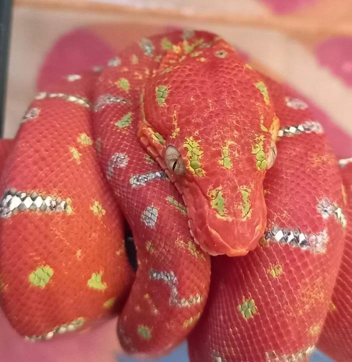 Every adult green ETB started here. Red or orange, restless, striking at everything. The transformation that follows is one of the most remarkable things in the hobby.⁠
⁠
Ontogenetic color change breakdown at emeraldtreeboas.org/northern, link in bio