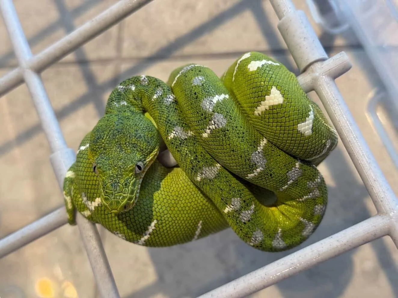 We are curious what resources, people, or experiences actually shaped how you approach keeping these animals.⁠
⁠
Forums, specific keepers, books, websites, a vet conversation that changed how you thought about something, a mistake that taught you mor