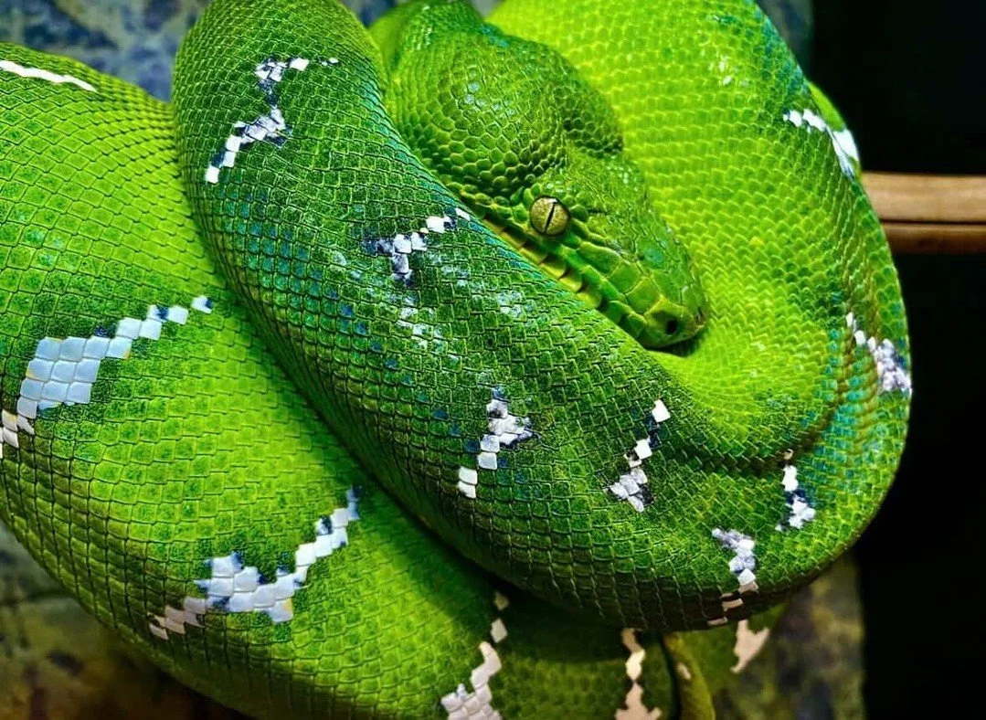 Curious what resources, people, or experiences actually shaped how you approach keeping these animals.⁠
⁠
Forums, specific keepers, books, websites, a vet conversation that changed how you thought about something, a mistake that taught you more than 